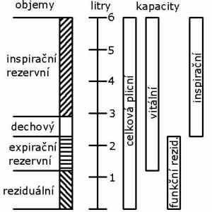 Obrázek 'plicni objemy'