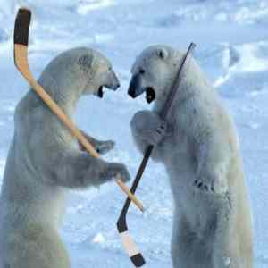 Obrázek 'polar-bears-hockey 5B1 5D'