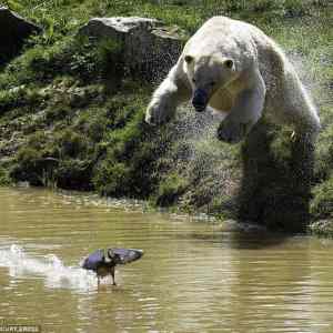 Obrázek 'polar bear tried to catch a duck '