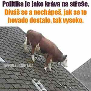 Obrázek 'politika jako krava'