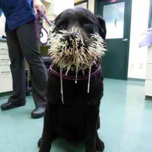 Obrázek 'porcupine vs dog 1-0'