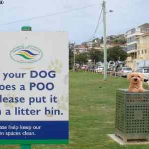 Obrázek 'put your dog in litter bin'