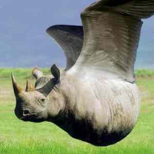Obrázek 'rhino bird'