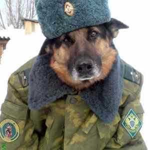 Obrázek 'russiandog'