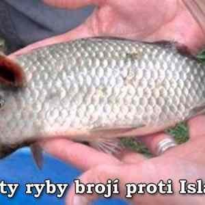 Obrázek 'rybyprotiislamu'