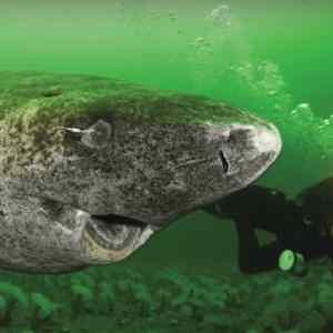 Obrázek 'scientists-discover-512-year-old-shark-oldest-living-vertebrate-planet-3'