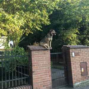 Obrázek 'security dog watching'