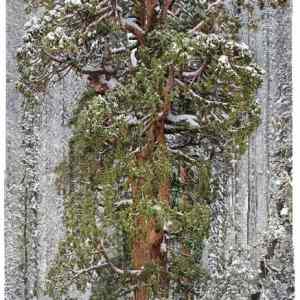 Obrázek 'sequoia'