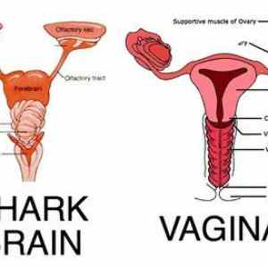 Obrázek 'shark vs vagina'