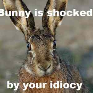 Obrázek 'shocked bunny'