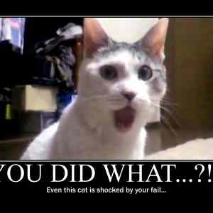 Obrázek 'shocked cat'