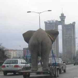Obrázek 'slon-na-cestach'
