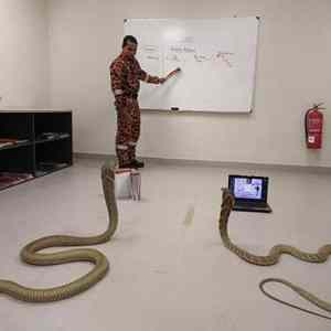 Obrázek 'snake-learning'