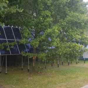 Obrázek 'solar powered trees'