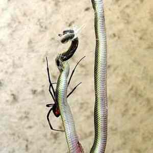 Obrázek 'south african spider catches and eats the snake 2'