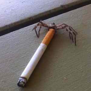 Obrázek 'spider-smoking'