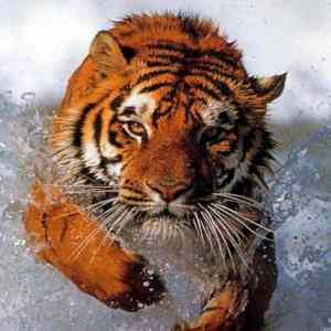 Obrázek 'tiger 3'