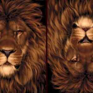Obrázek 'true about lions'