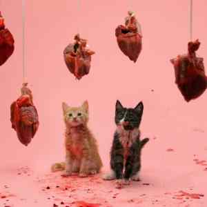 Obrázek 'valentine cats'