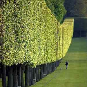 Obrázek 'wall made of trees'