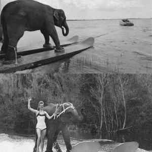Obrázek 'water-skiing elephant'