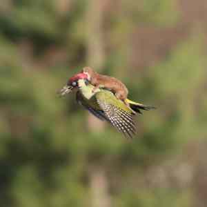 Obrázek 'weasel woodpecker'
