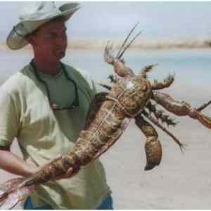 Obrázek 'weird crustacean'