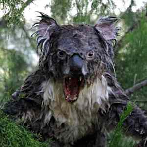 Obrázek 'wet koala'