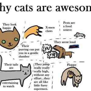 Obrázek 'why cats are awesome'