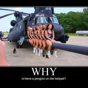 Obrázek 'why penguin'