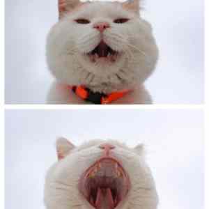 Obrázek 'yawn cat'