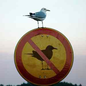 Obrázek 'zakaz ptaku'