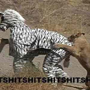 Obrázek 'zebra cosplay fail'