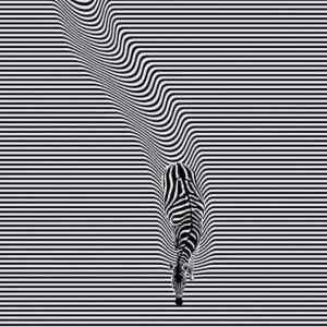 Obrázek 'zebra mindfuck'