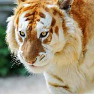 Obrázek 'zlaty tiger'
