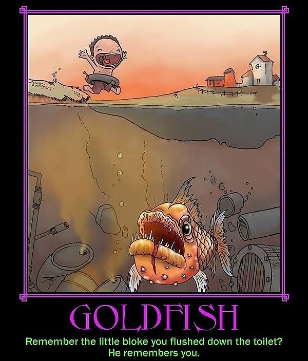 Obrázek -Goldfish-      11.09.2012