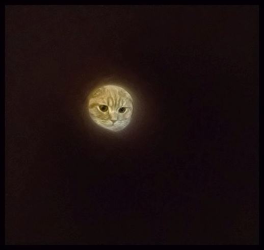 Obrázek - Moon cat -      27.05.2013