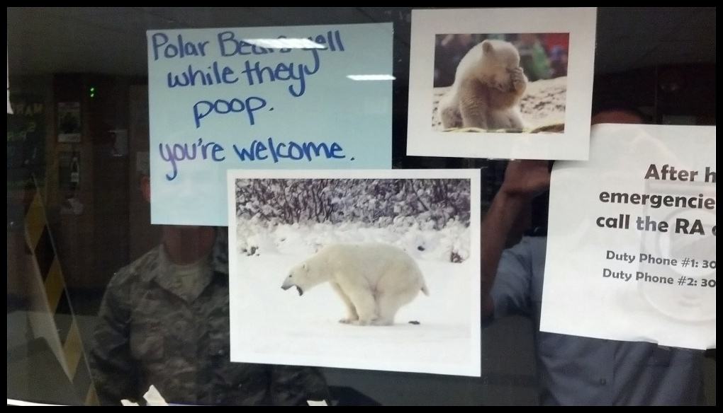 Obrázek - Your daily polar bear fact -      23.03.2013
