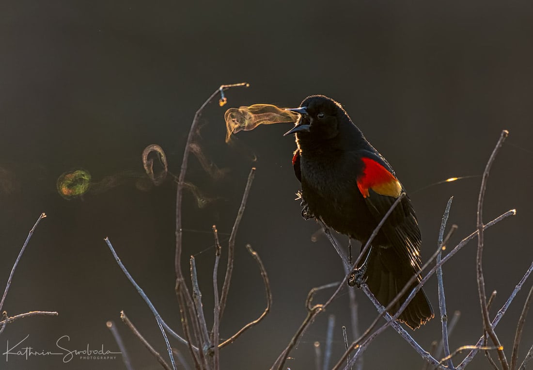 Obrázek - red-winged-blackbird-kathrin-swoboda -