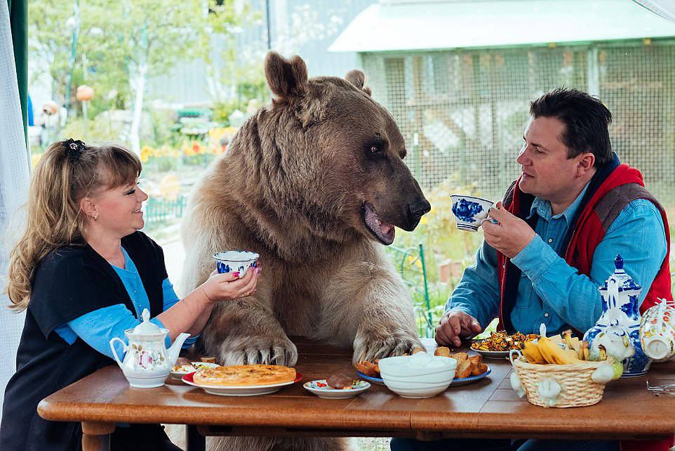 Obrázek 136 kg bear lives in a russian family as a pet 