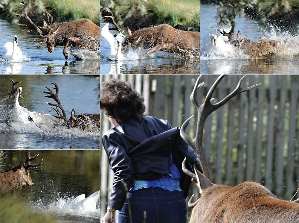 Obrázek A Bull Elk That Is a Real Bully