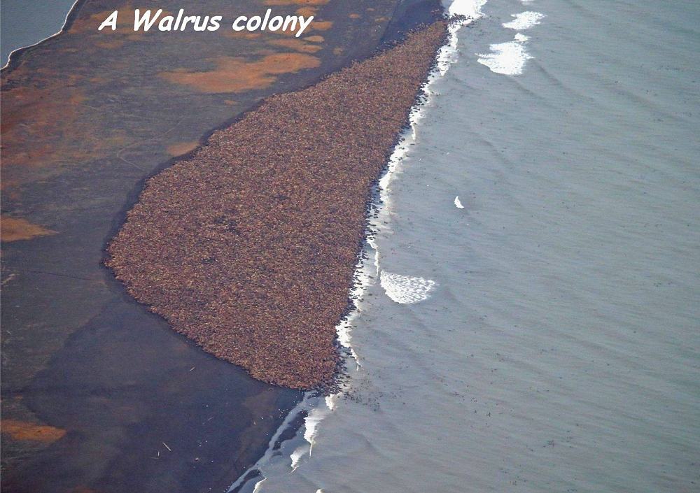 Obrázek A Walrus Colony  