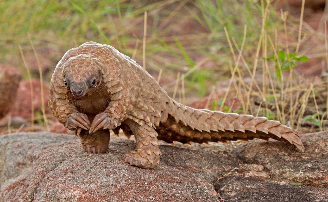 Obrázek A baby pangolin is actually called a pangopup