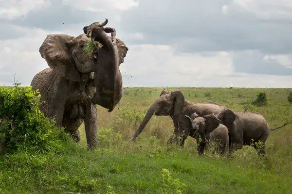 Obrázek An elephant easily flipping a buffalo in the air