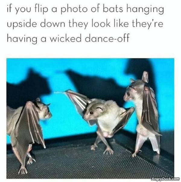 Obrázek Bat Dance Off