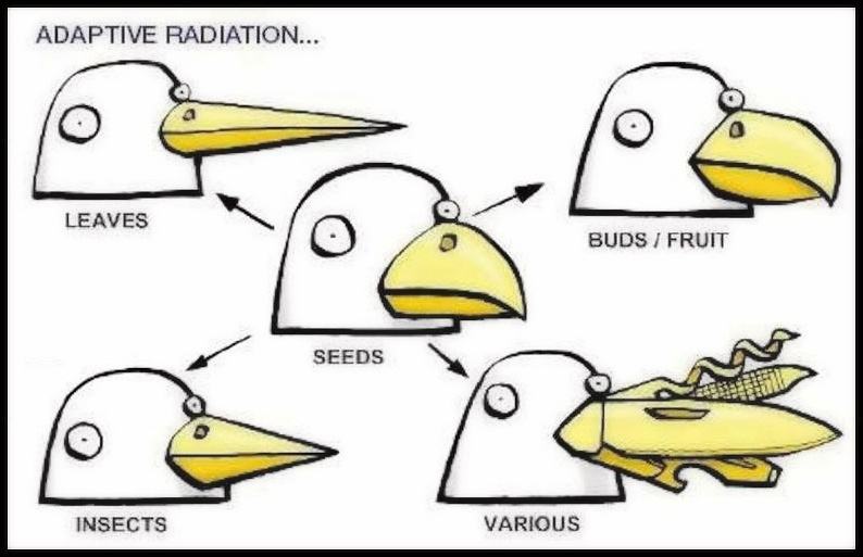 Obrázek Beak variates