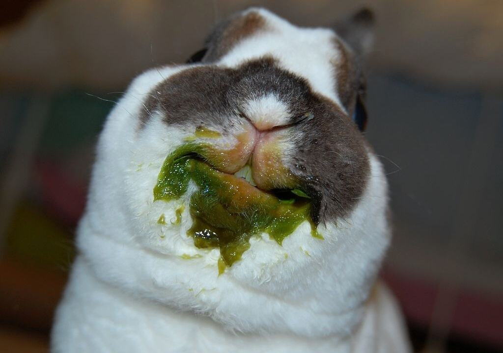 Obrázek Bunny eating 