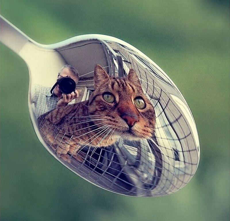 Obrázek Cat Mirror