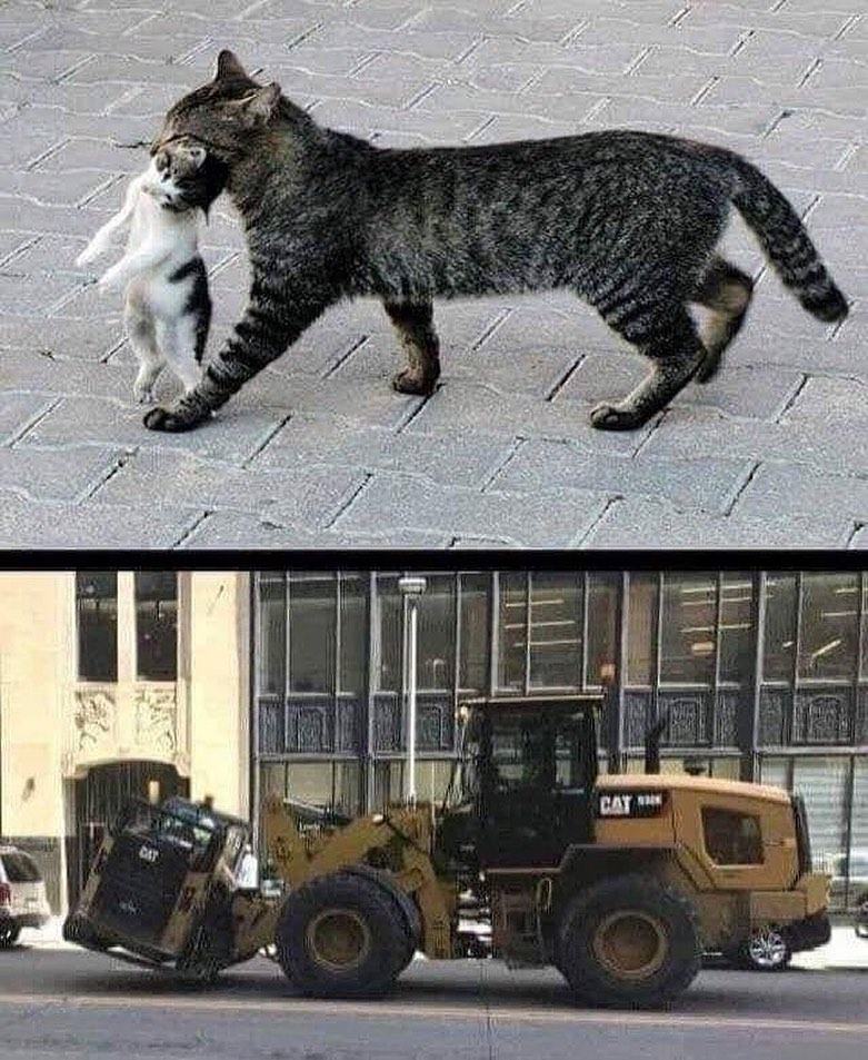 Obrázek Catto memes - catcat