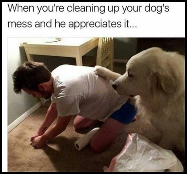 Obrázek Cleaning Up Your Dogs Mess